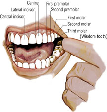 teeth